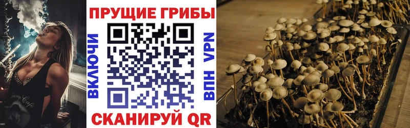 Купить где  Шатура  Псилоцибиновые грибы Cubensis 